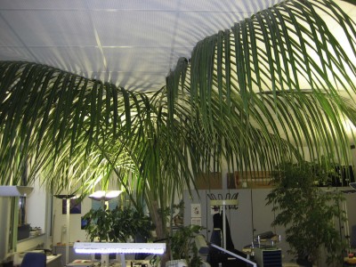 Palme1.jpg