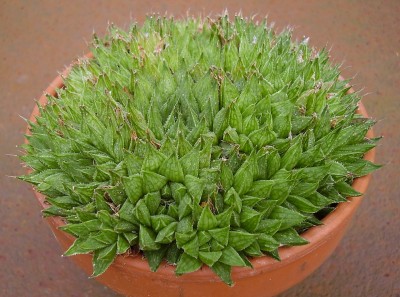 Haworthia marumiana (3).jpg