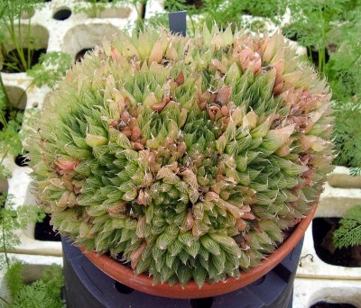 Haworthia 1998-15 (4).jpg