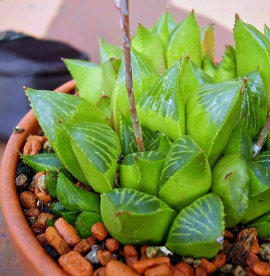 Haworthia mirabilis var. triebneriana (2).jpg