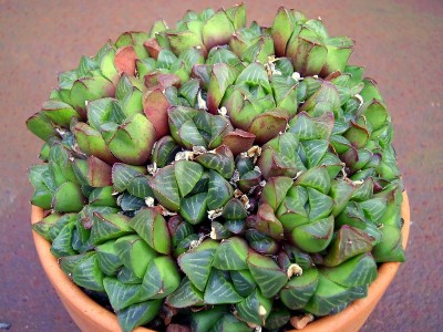 Haworthia mirabilis (2).jpg