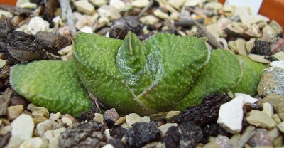 Gasteria nitida var. armstrongii 2009-257 (2).jpg