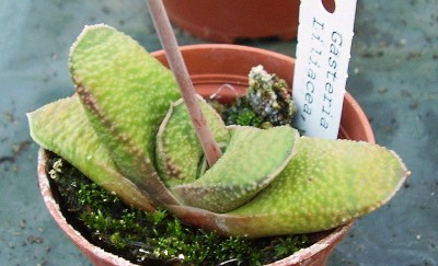 Gasteria nitida var. armstrongii 2009-257 (1).jpg