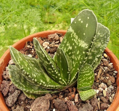 Gasteria 2010-184 (2).jpg