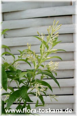 cestrum_nocturnum_3_-_digi.jpg