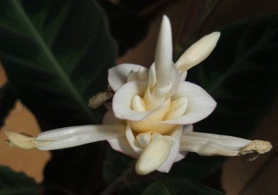 Calathea_3.JPG