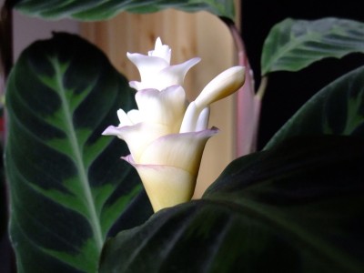 Calathea_2.JPG