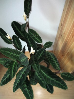 calathea warscewiczii_4.JPG