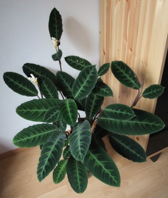 calathea warscewiczii_3.JPG