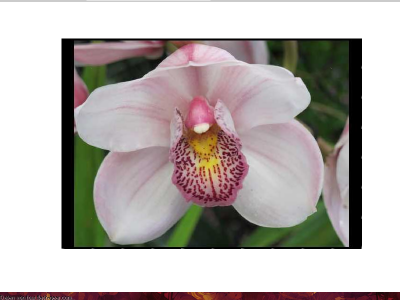 Orchidee von rose45.png