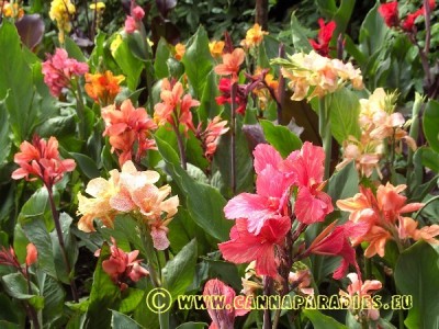 Canna picture ca.JPG