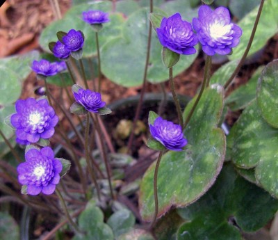 JapHepatica9674.jpg