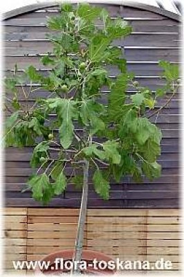 ficus_carica_ganz_-_digi.jpg