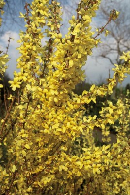 2407-Forsythien.jpg