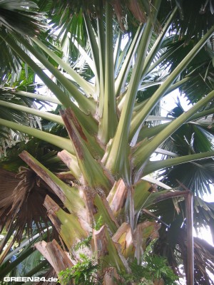 Talipot-Palm-1.jpg