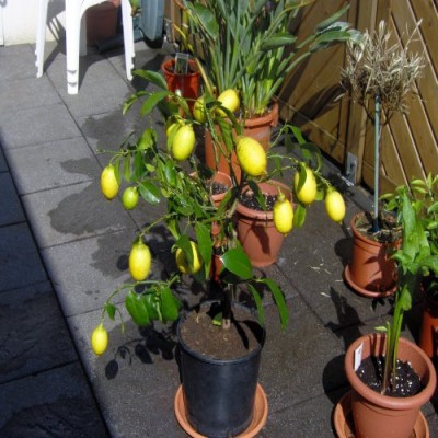 Citrus 2009.jpg