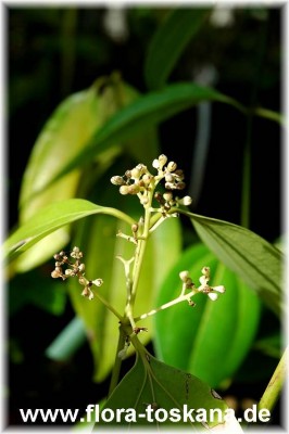 cinnamomum_zeylanicum_1_-_040705.jpg