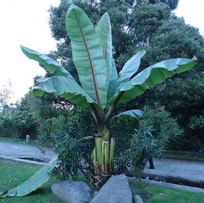 Ensete ventricosum oder glaucum, A.JPG