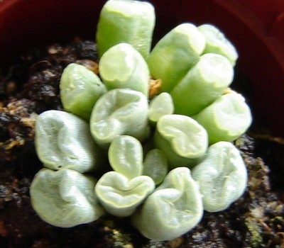 lithops 002.jpg