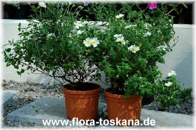 cistus_salvifolius_bluete_3_-_010505.jpg