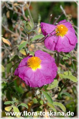 cistus_pulverulentus_-_260407.jpg