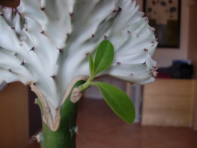 Euphorbia lactea cristata 1.jpg