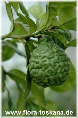 citrus_hystrix_5_-_250906.jpg