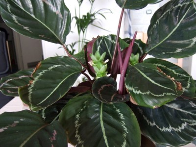 calathea.jpg