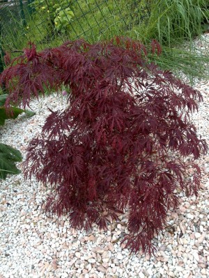 Acer - roter Fächerahorn.jpg