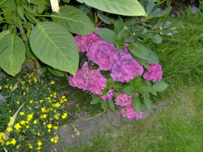 Hortensie unter Baum.jpg