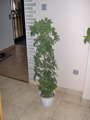 Schefflera .jpg