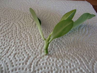 Euphorbia lactea cristata 2.jpg