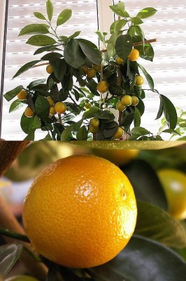 calamondin.JPG