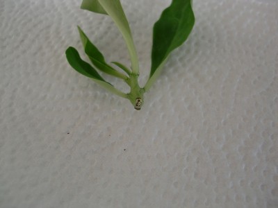 Euphorbia lactea cristata Ableger 2.jpg