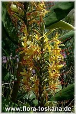 hedychium_gardnerianum_1_-_210806.jpg