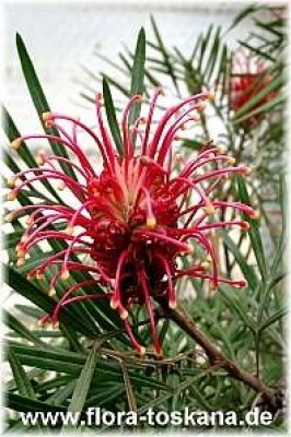 grevillea_banksii_3_-_digi.jpg