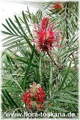 grevillea_banksii_2_-_digi.jpg