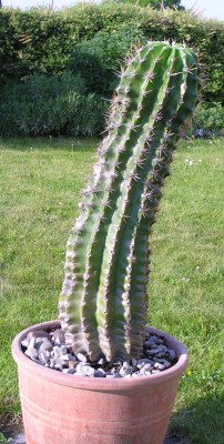 kaktus2-a.jpg