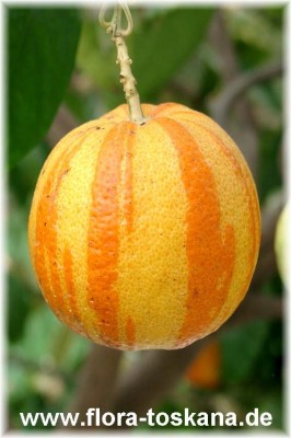 citrus_aurantium_fasciata7_-_digi.jpg