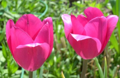 Tulpen in pink0537.jpg