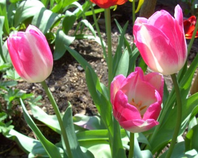Tulpen rosa0534.jpg