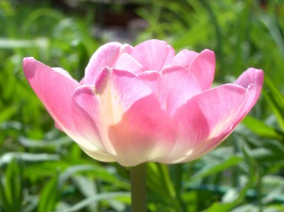 Tulpe rosa gefüllt0540.jpg