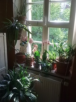 Fenster mit blühenden Phalenopsis'Orchideen.JPG