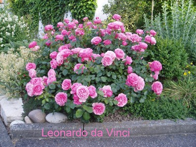 Leonardo da  Vinci 1.jpg