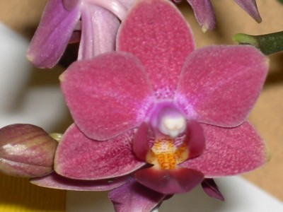 Mini-Phalaenopsis-Hybride helllila - lila voll April 2011_2.JPG