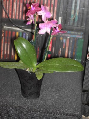 Mini-Phalaenopsis-Hybride helllila - lila voll April 2011.JPG