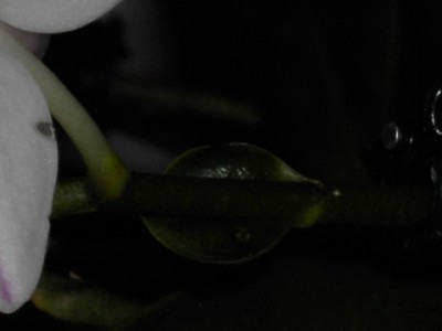 Mini-Phalaenopsis Blatt_2.JPG