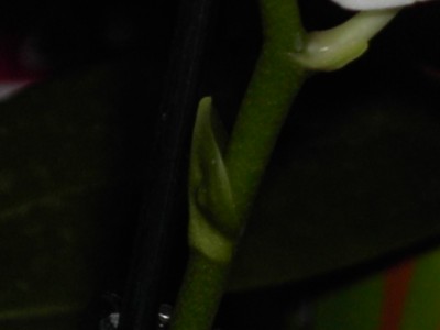 Mini-Phalaenopsis Blatt.JPG