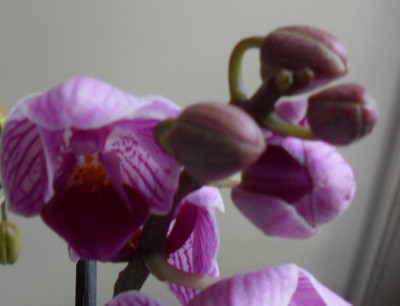 Orchideen 003.jpg