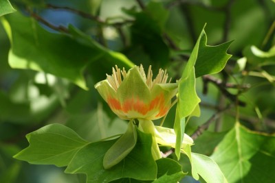 liriodendron.JPG